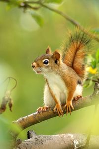 Preview wallpaper squirrel, branches, trees, sit, blurring