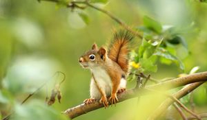 Preview wallpaper squirrel, branches, trees, sit, blurring