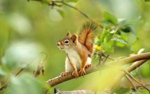 Preview wallpaper squirrel, branches, trees, sit, blurring