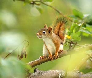 Preview wallpaper squirrel, branches, trees, sit, blurring