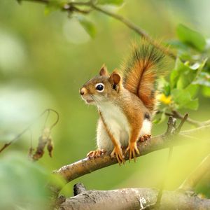 Preview wallpaper squirrel, branches, trees, sit, blurring