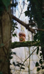Preview wallpaper squirrel, branches, wildlife, tree