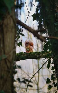 Preview wallpaper squirrel, branches, wildlife, tree