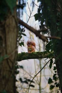 Preview wallpaper squirrel, branches, wildlife, tree
