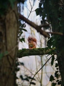 Preview wallpaper squirrel, branches, wildlife, tree