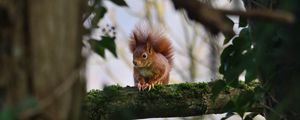 Preview wallpaper squirrel, branches, wildlife, tree