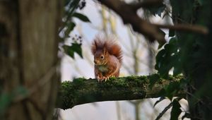 Preview wallpaper squirrel, branches, wildlife, tree