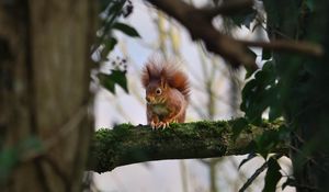 Preview wallpaper squirrel, branches, wildlife, tree