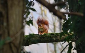 Preview wallpaper squirrel, branches, wildlife, tree