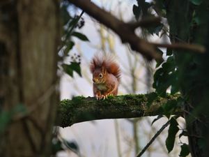 Preview wallpaper squirrel, branches, wildlife, tree