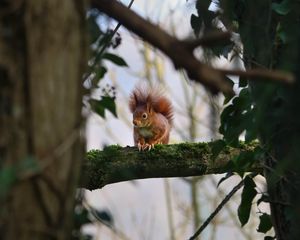 Preview wallpaper squirrel, branches, wildlife, tree