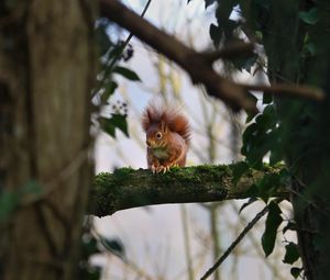 Preview wallpaper squirrel, branches, wildlife, tree