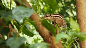 Preview wallpaper squirrel, branches, wood, striped