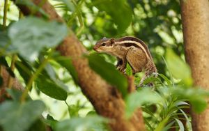 Preview wallpaper squirrel, branches, wood, striped