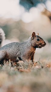 Preview wallpaper squirrel, brown, animal, grass, wildlife