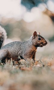 Preview wallpaper squirrel, brown, animal, grass, wildlife