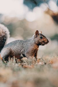 Preview wallpaper squirrel, brown, animal, grass, wildlife