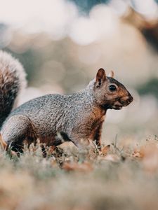 Preview wallpaper squirrel, brown, animal, grass, wildlife