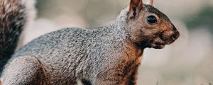 Preview wallpaper squirrel, brown, animal, grass, wildlife