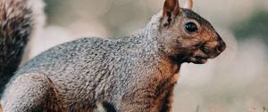 Preview wallpaper squirrel, brown, animal, grass, wildlife