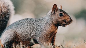 Preview wallpaper squirrel, brown, animal, grass, wildlife