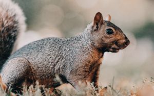 Preview wallpaper squirrel, brown, animal, grass, wildlife