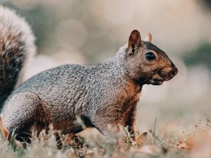 Preview wallpaper squirrel, brown, animal, grass, wildlife