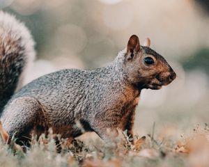 Preview wallpaper squirrel, brown, animal, grass, wildlife