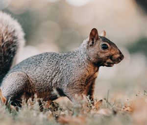 Preview wallpaper squirrel, brown, animal, grass, wildlife