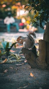 Preview wallpaper squirrel, brown, animal, tree