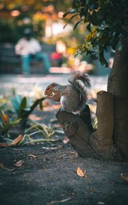 Preview wallpaper squirrel, brown, animal, tree