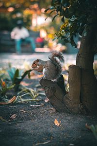 Preview wallpaper squirrel, brown, animal, tree