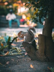 Preview wallpaper squirrel, brown, animal, tree