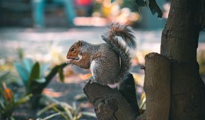Preview wallpaper squirrel, brown, animal, tree