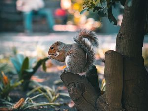 Preview wallpaper squirrel, brown, animal, tree