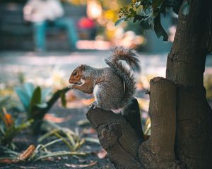 Preview wallpaper squirrel, brown, animal, tree