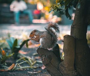 Preview wallpaper squirrel, brown, animal, tree