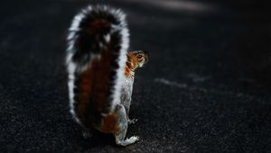 Preview wallpaper squirrel, brown, fluffy, tail, animal