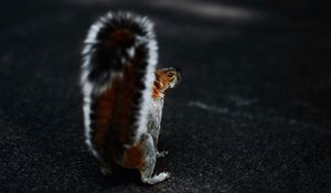 Preview wallpaper squirrel, brown, fluffy, tail, animal