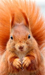 Preview wallpaper squirrel, bushy tail, muzzle, animal