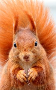 Preview wallpaper squirrel, bushy tail, muzzle, animal