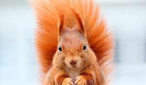 Preview wallpaper squirrel, bushy tail, muzzle, animal