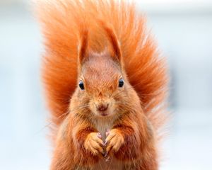 Preview wallpaper squirrel, bushy tail, muzzle, animal