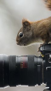 Preview wallpaper squirrel, camera, sit, curiosity