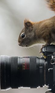 Preview wallpaper squirrel, camera, sit, curiosity