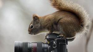 Preview wallpaper squirrel, camera, sit, curiosity