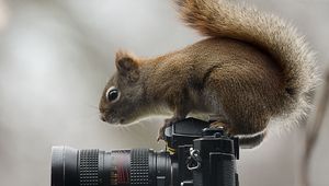 Preview wallpaper squirrel, camera, sit, curiosity