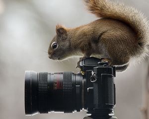 Preview wallpaper squirrel, camera, sit, curiosity