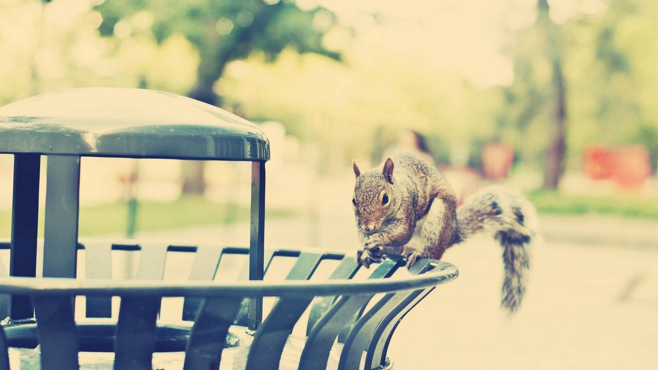 Wallpaper squirrel, climb, city, walk, light