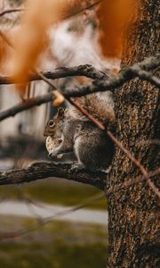 Preview wallpaper squirrel, cookie, tree, branches, beast, wildlife
